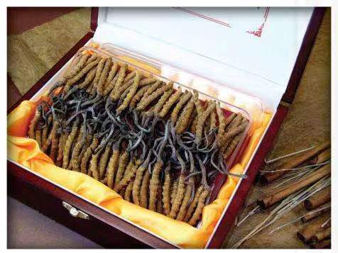 柳城冬虫夏草回收